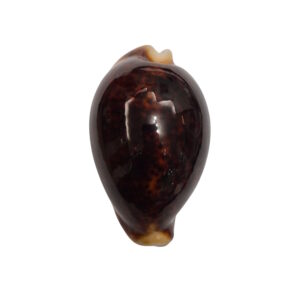 BC129 Cypraea pantherina f. funebralis - DARK RED