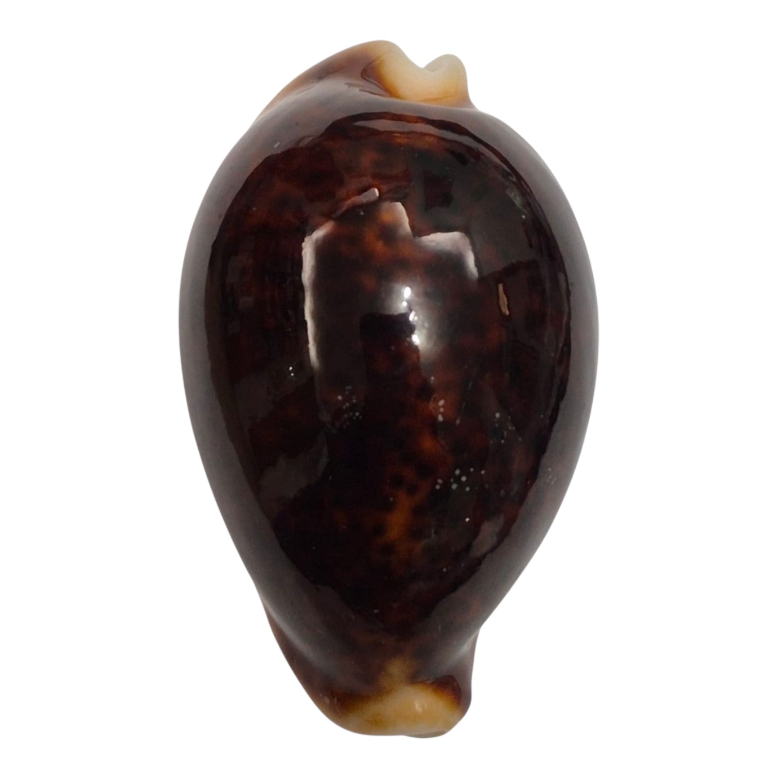 BC129 Cypraea pantherina funebralis DARK RED