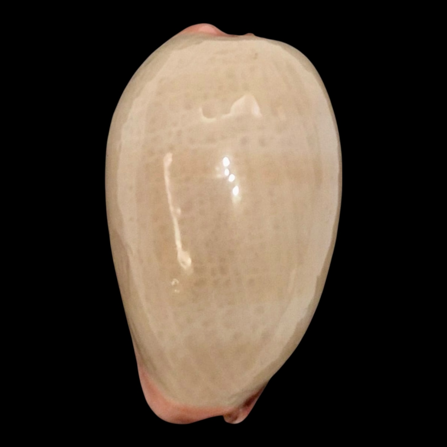 BC131 Austrocypraea reevei