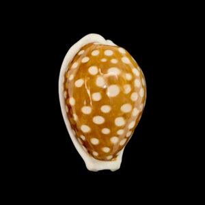 BC132 Cribrarula exmouthensis rottnestensis - BIG