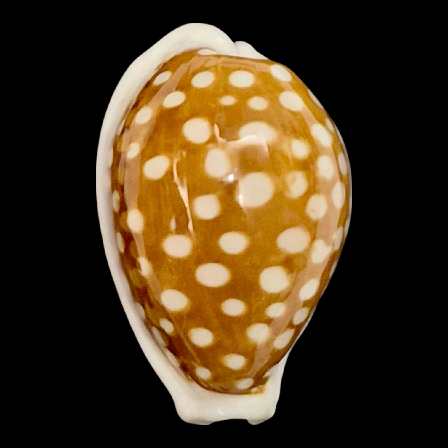 BC132 Cribrarula exmouthenis rottnestensis BIG