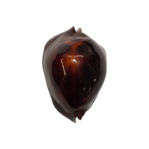 BC133 Zoila rosselli satiata - ORANGE BASE