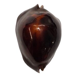 BC133 Zoila rosselli satiata ORANGE BASE