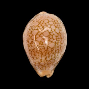 BC134 Callistocypraea broderipii - TOP