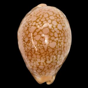 BC134 Callistocypraea broderipii TOP