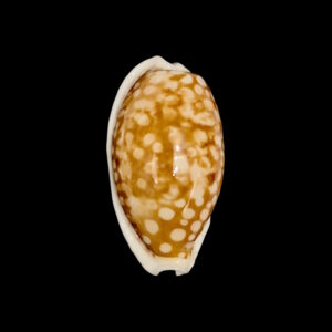 BC136 Cribrarula cribraria - XL SIZE