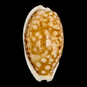 BC136 Cribrarula cribraria BIG