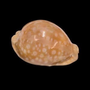 BC137 Callistocypraea leucodon f. escotoi