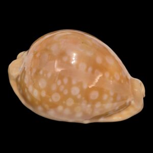 BC137 Callistocypraea leucodon f. escotoi NICE!