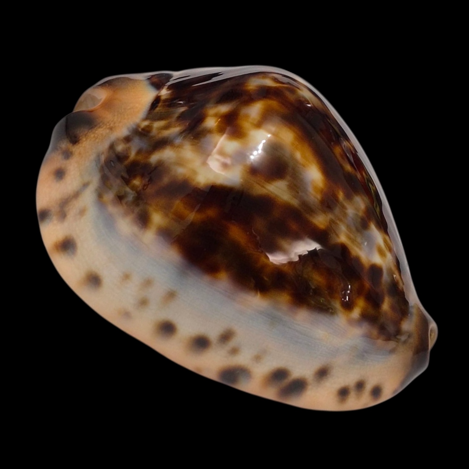 BC138 Zoila jeaniana Gnaraloo form