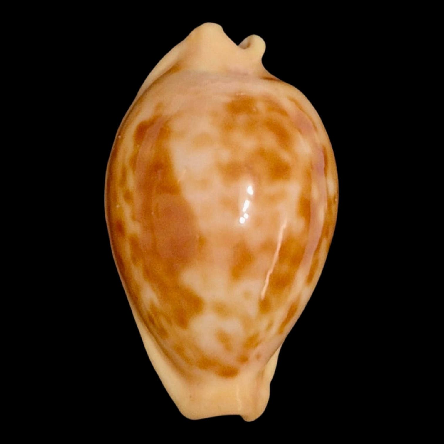 BC139 Propustularia surinamensis