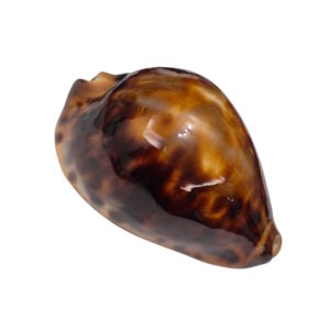 BC140 Zoila cfr. friendii - uncommon form