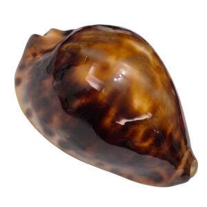 BC140 Zoila cfr. friendii STANGE