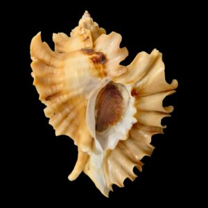 BC141 Ceratostoma burnetti TOP