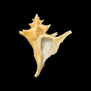 BC142 Austrotrophon catalinensis - VERY RARE!!!