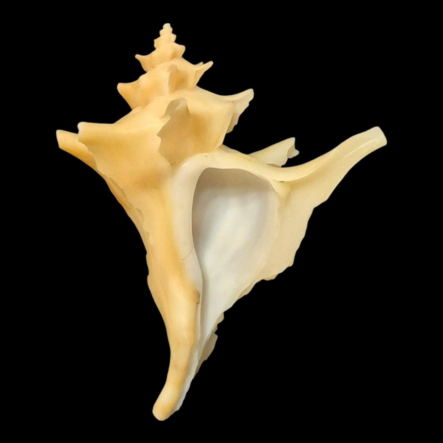 BC142 Austrotrophon catalinensis VERY RARE!!