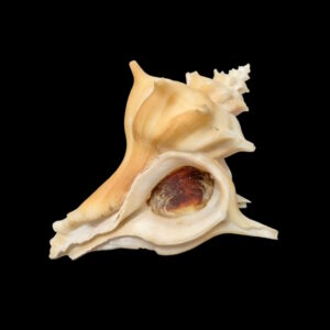 BC143 Forreria corteziana