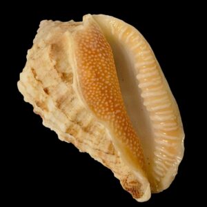 BC144 Morum dennisoni TOP