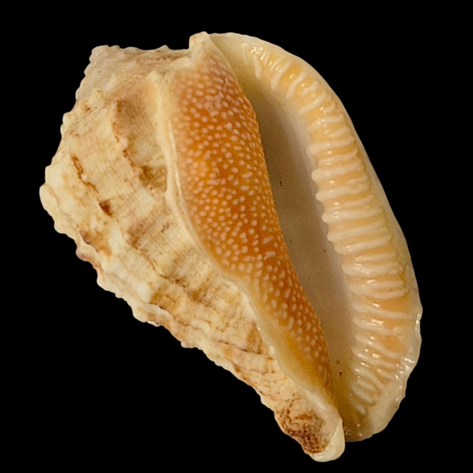 BC144 Morum dennisoni TOP