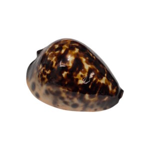 BC145 Zoila eludens delicatura - SUPERB BLACK BASE