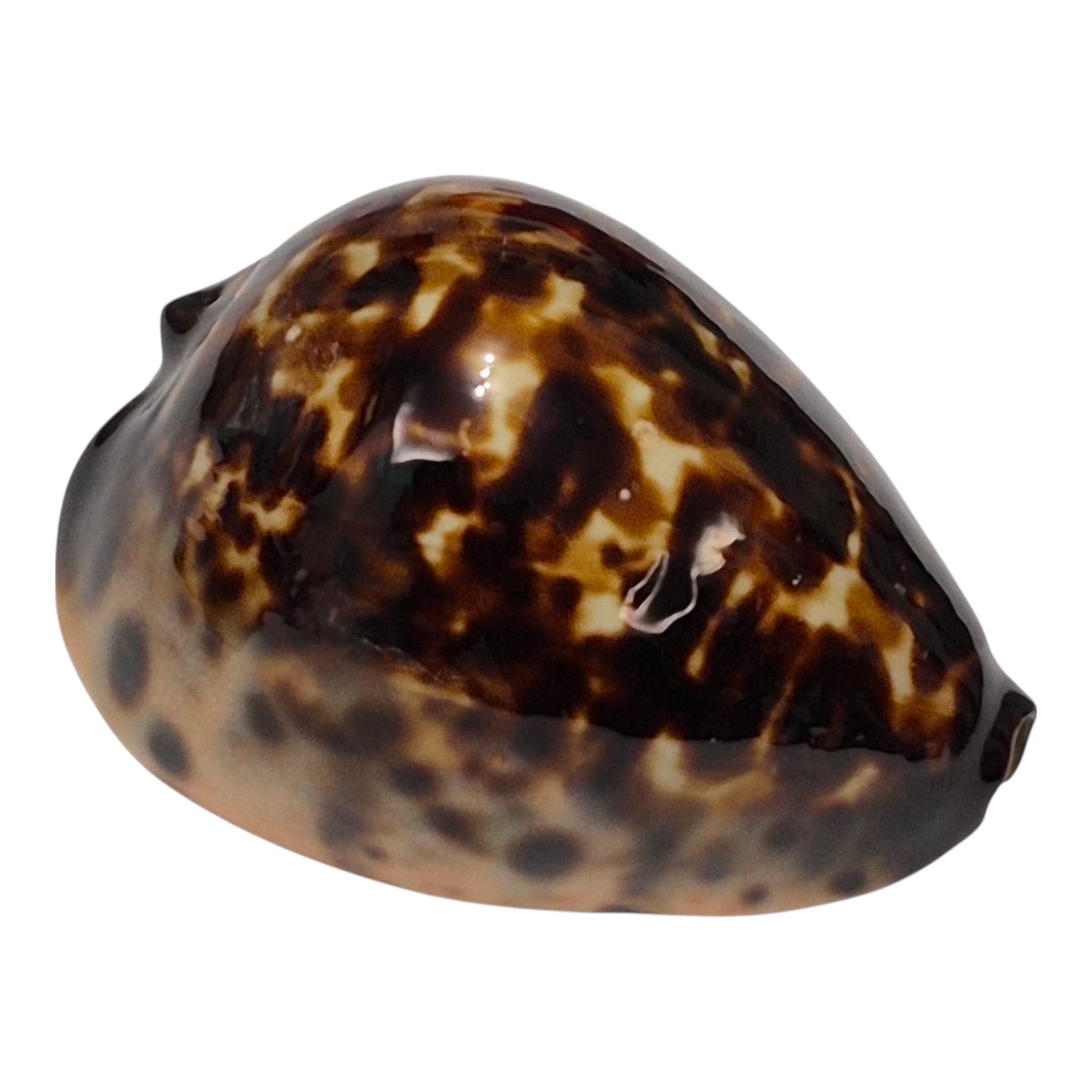 BC145 Zoila eludens delicatura DARK BASE