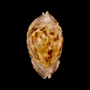 BC146 Zoila marginata f. consueta - NICE