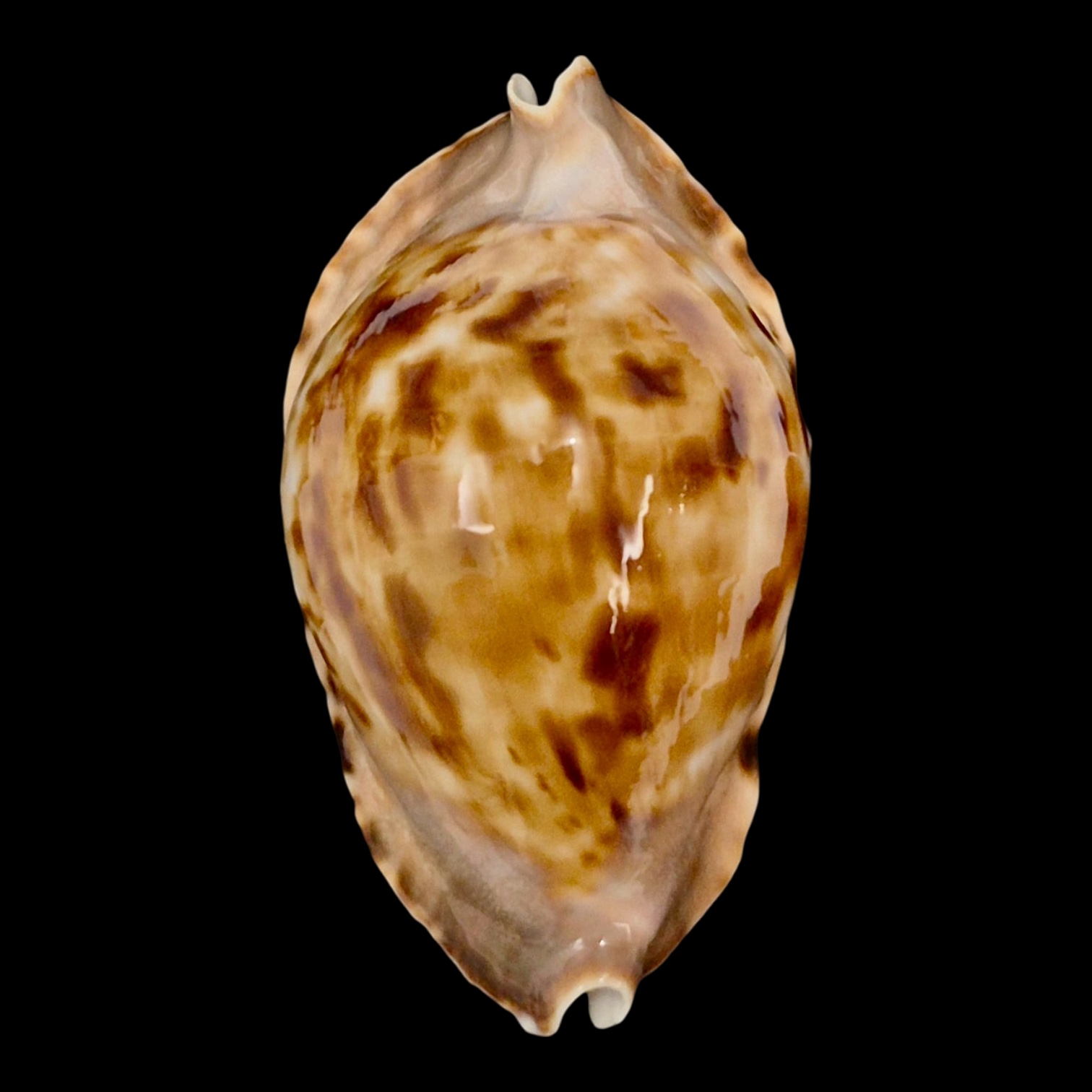 BC146 Zoila marginata f. consueta NICE