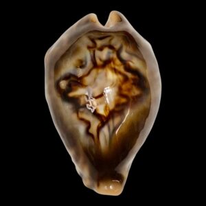 BC147 Barycypraea fultoni DARK BEAUTY and BIG