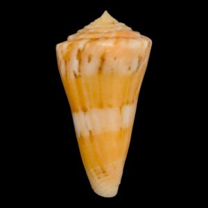 BC148 Conus vikingorum RARE