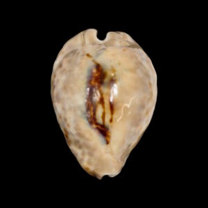 BC150 Barycypraea teulerei - XL SIZE