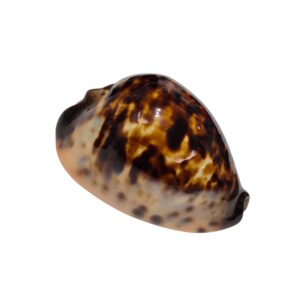 BC151 Zoila eludens delicatura