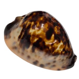 BC151 Zoila eludens delicatura NICE