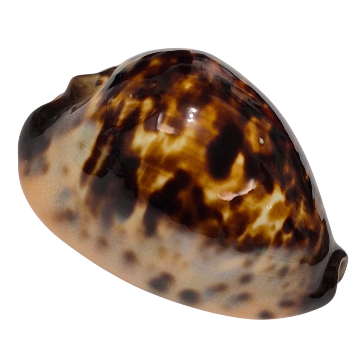 BC151 Zoila eludens delicatura NICE