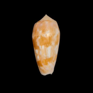 BC152 Conus julii - CLASSIC BEAUTY