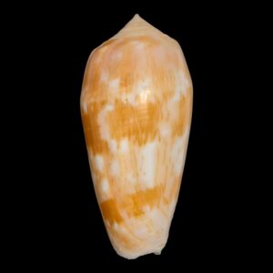 BC152 Conus julii BEAUTIFUL