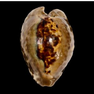BC153 Barycypraea teulerei DARK