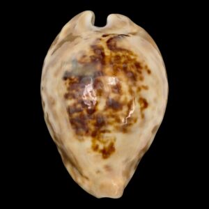 BC154 Barycypraea teulerei