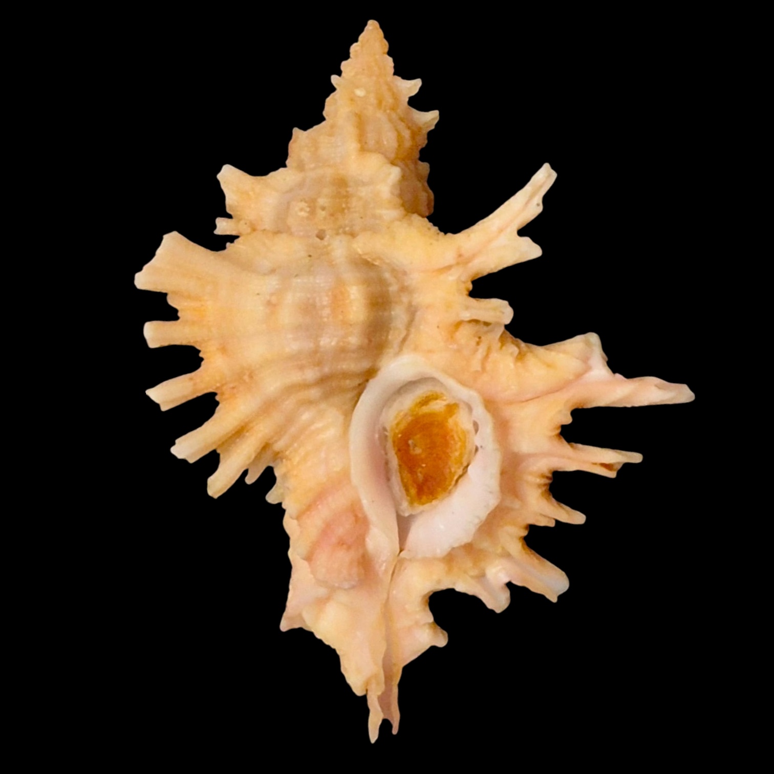 BC158 Chicoreus corrugatus TOP