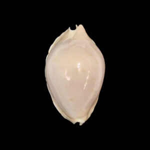 BC159 Zoila marginata nudispira