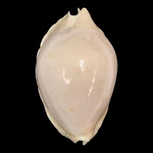 BC159 Zoila marginata nudispira TOP