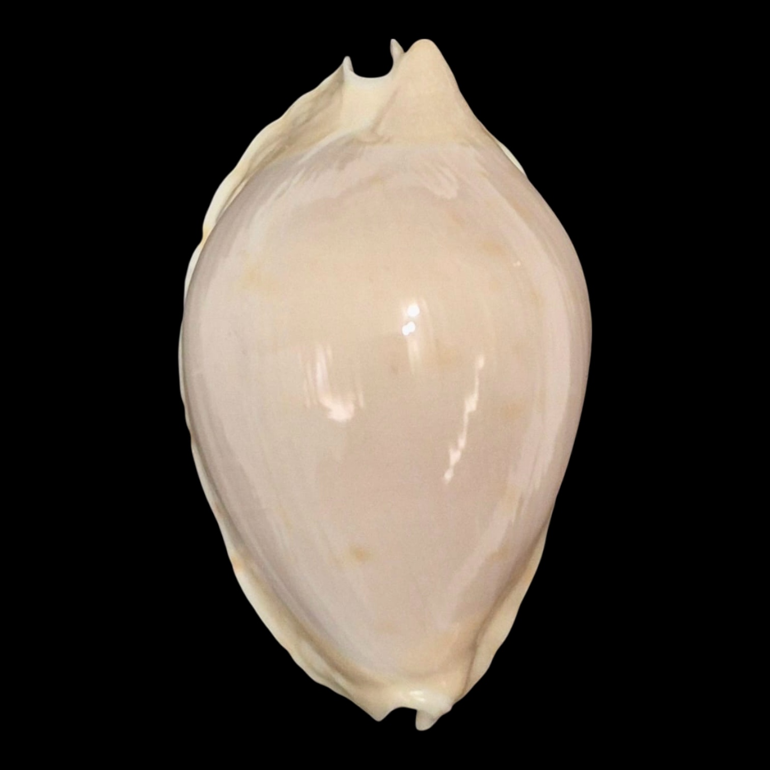 BC159 Zoila marginata nudispira TOP