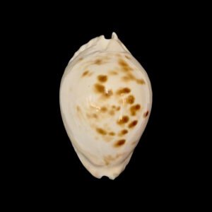 BC160 Zoila orientalis raybaudii