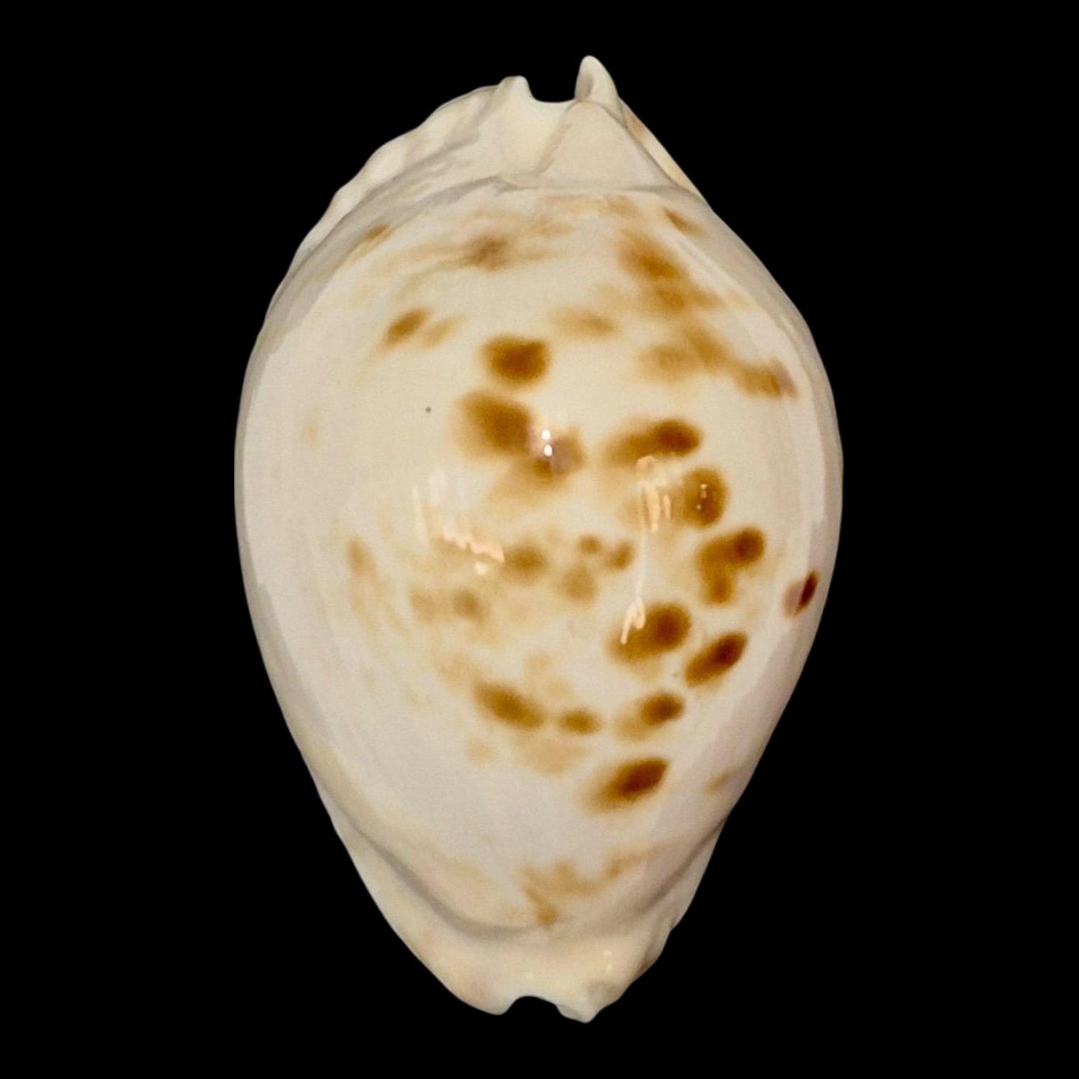 BC160 Zoila orientalis raybaudii NICE