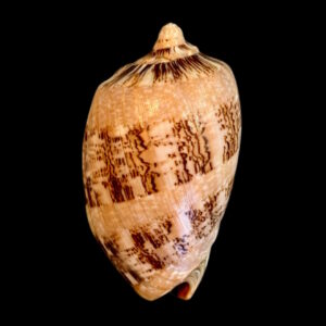 BC163 Cymbiola hughmorrisoni - RARE