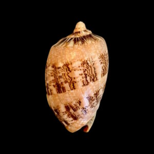 BC163 Cymbiola hughmorrisoni - RARE