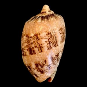 BC163 Cymbiola hughmorrisoni RARE