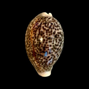 BC164 Cypraea pantherina - BIG SIZE