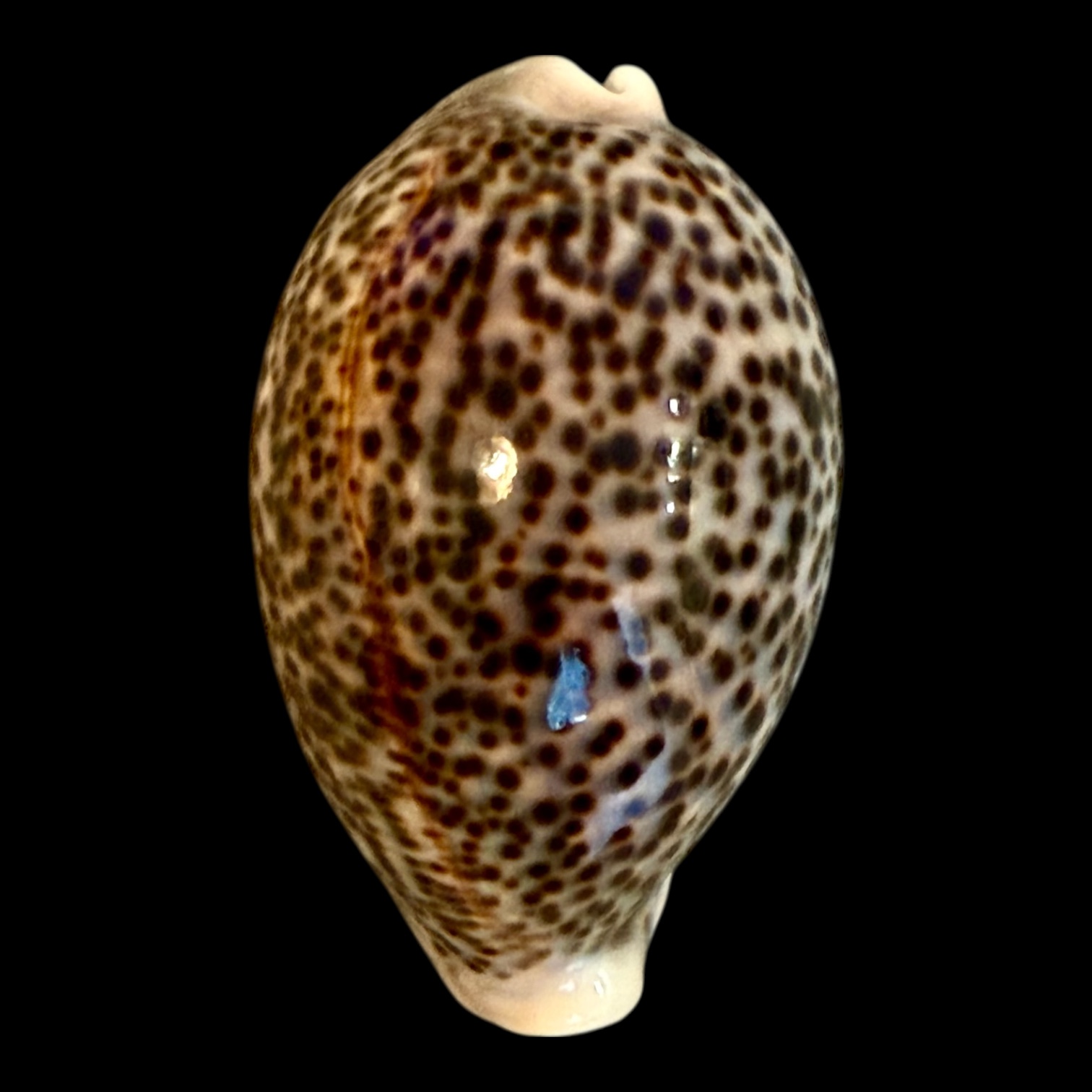 BC164 Cypraea pantherina BIG