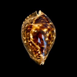 BC166 Zoila friendii insulata - TOP XL