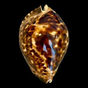 BC166 Zoila friendii insulata TOP BIG